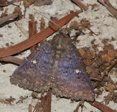 Hypersypnoides submarginata