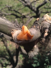 Fusicolla merismoides