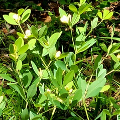 Baptisia nuttalliana