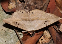Hypopyra