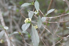 Psychotria costivenia