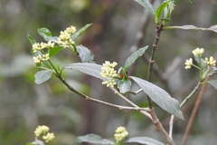 Psychotria costivenia