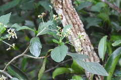 Psychotria costivenia
