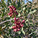 Wild Pistachio Tree - Photo (c) 101120949039860646287, some rights reserved (CC BY-NC-ND), uploaded by Vahe Martirosyan