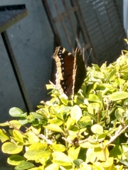 Nymphalis antiopa