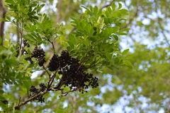 Zanthoxylum quassiifolium