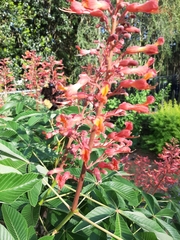 Bombus pensylvanicus