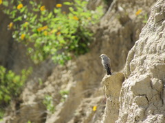 Muscisaxicola rufivertex