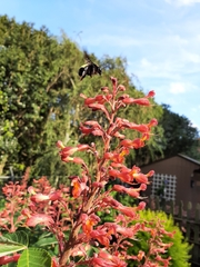 Bombus pensylvanicus