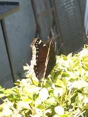 Nymphalis antiopa