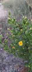 Dittrichia viscosa