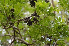 Zanthoxylum quassiifolium
