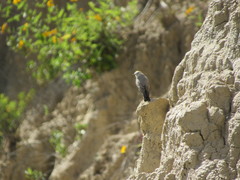 Muscisaxicola rufivertex