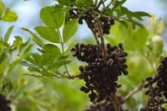 Zanthoxylum quassiifolium