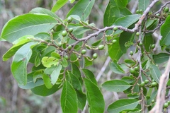Casearia aculeata