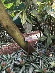 Garcinia brasiliensis