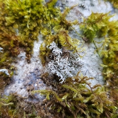 Stereocaulon dactylophyllum