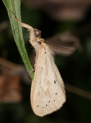 Laelia anamesa