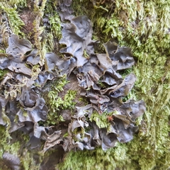 Leptogium cochleatum
