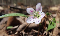 Claytonia caroliniana