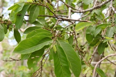 Casearia aculeata