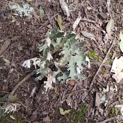 Lobaria macaronesica