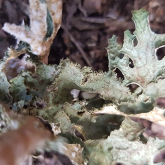 Lobaria macaronesica