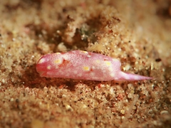 Odontoglaja