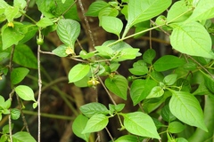 Capsicum rhomboideum
