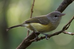 Vireo latimeri