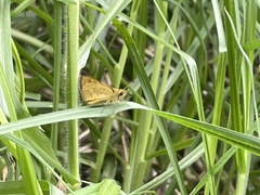 Ocybadistes walkeri sothis