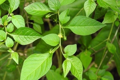 Capsicum rhomboideum