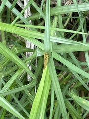 Ocybadistes walkeri sothis