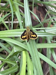 Ocybadistes walkeri sothis