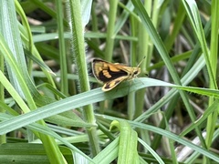 Ocybadistes walkeri sothis