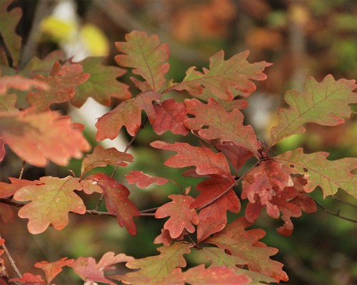 Quercus alba, photographed by an iNaturalist contributor