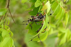 Pachylis acutangulus