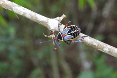Pachylis acutangulus
