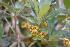 Ternstroemia tepezapote