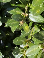 Monarthropalpus flavus