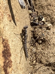 Litaneutria pacifica