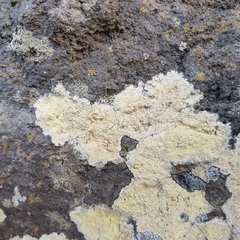 Pertusaria flavicans