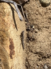 Litaneutria pacifica