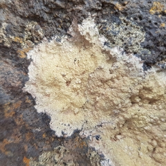 Pertusaria flavicans