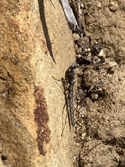 Litaneutria pacifica