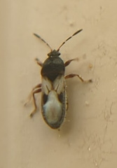 Blissus leucopterus
