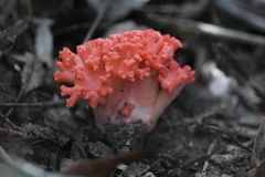 Ramaria botrytoides