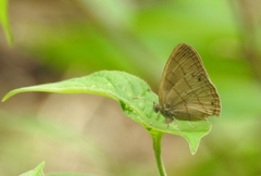 Yphthimoides renata