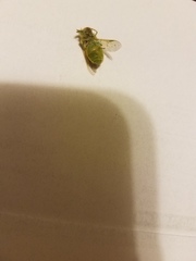 Chlorotabanus crepuscularis