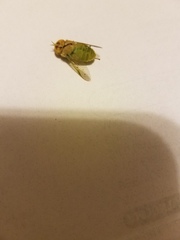 Chlorotabanus crepuscularis